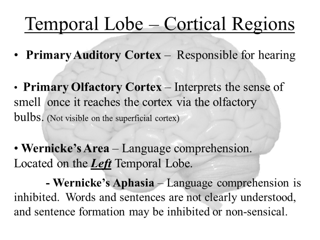 Temporal Lobe – Cortical Regions Primary Auditory Cortex – Responsible for hearing Primary Olfactory